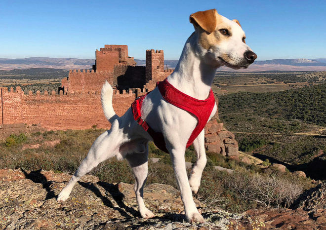 Pipper, el “perro turista de España”